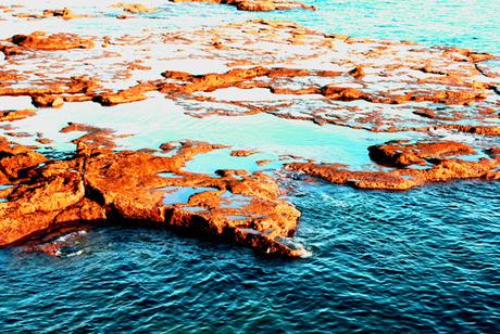 LAS VERDURAS DEL MAR: DESCUBRE LAS ALGAS LAS VERDURAS DEL MAR: DESCUBRE LAS ALGAS