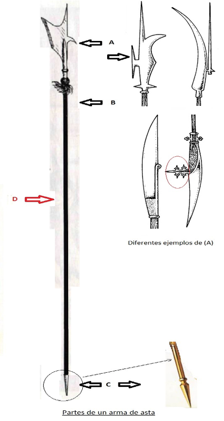 Partes de un arma de asta, en español Partes de un arma de asta, en español