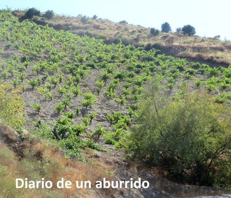 Viaje a Las  Alpujarras.