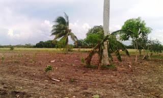 Imágenes del polo productivo Dumañuecos en Manatí