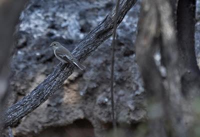 Aves e incendio Aves oportunistas