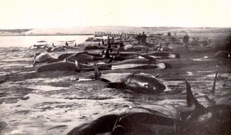 Beached pilot whales in Cape Cod, 1902. Mass strandings happen there multiple times a year. 