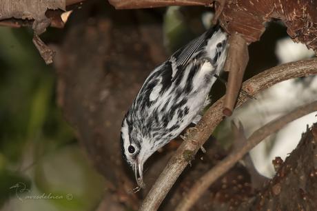 Reinita Trepadora  (Black-and-white Warbler) Mniotilta varia Linnaeus, 1766