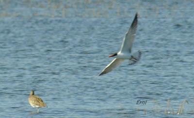 AVES PARA UN ASTURIANO