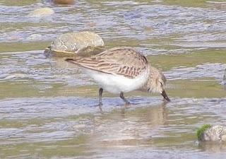 Pues no, ahí siguen los limícolas Pues no, ahí siguen los limícolas