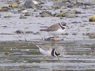Pues no, ahí siguen los limícolas Pues no, ahí siguen los limícolas