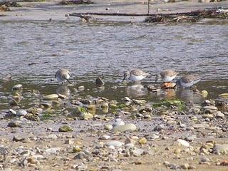 Pues no, ahí siguen los limícolas Pues no, ahí siguen los limícolas