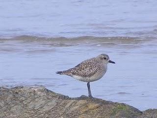 Pues no, ahí siguen los limícolas Pues no, ahí siguen los limícolas