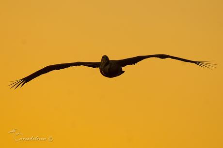 Pelícano pardo (Brown Pelican) Pelecanus occidentalis