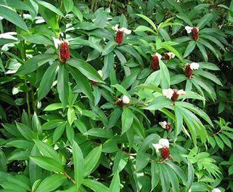 Propiedades medicinales de la caña agria