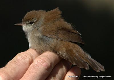 Cetia Ruiseñor, ♀