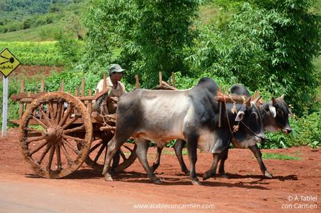 Kalaw, Trekking y Tranquilidad entre Montañas