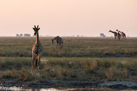 Jirafa, la extincion silenciosa Jirafa, la extincion silenciosa