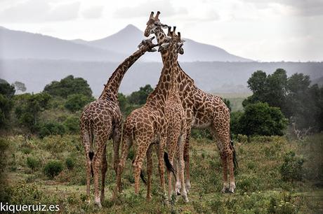 Jirafa, la extincion silenciosa Jirafa, la extincion silenciosa