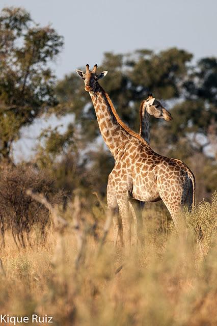 Jirafa, la extincion silenciosa Jirafa, la extincion silenciosa