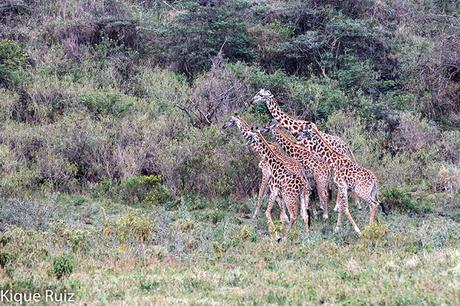 Jirafa, la extincion silenciosa Jirafa, la extincion silenciosa