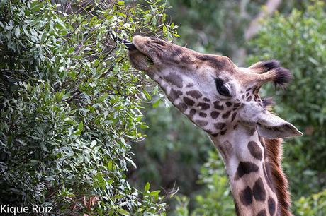 Jirafa, la extincion silenciosa Jirafa, la extincion silenciosa
