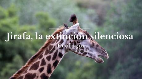 Jirafa, la extincion silenciosa Jirafa, la extincion silenciosa