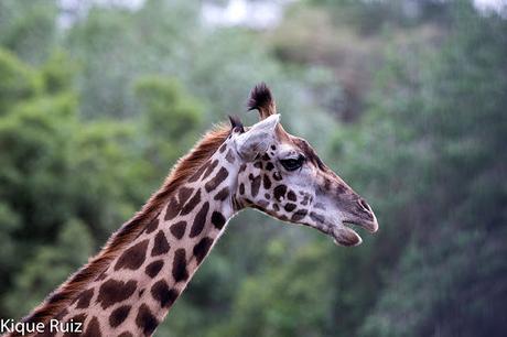 Jirafa, la extincion silenciosa Jirafa, la extincion silenciosa