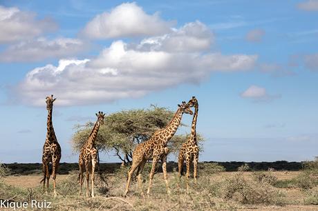 Jirafa, la extincion silenciosa Jirafa, la extincion silenciosa
