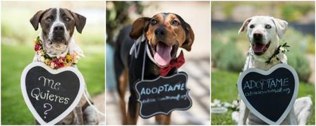 ¿Tu perro en tu boda? “Sí, quiero” (Shooting solidario de Zankyou con la asociación Abrazo Animal)