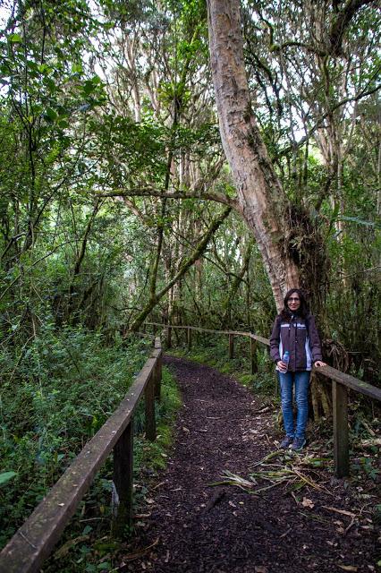 Los últimos arrayanes de la mitad del mundo Los últimos arrayanes de la mitad del mundo