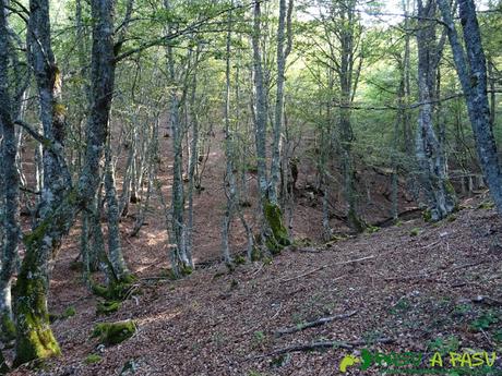 Ruta Torre Bermeja: Bosque de Hayas