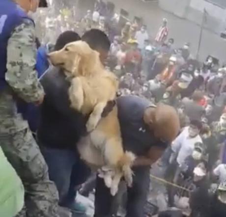 Abren en SLP centro de acopio para animales damificados