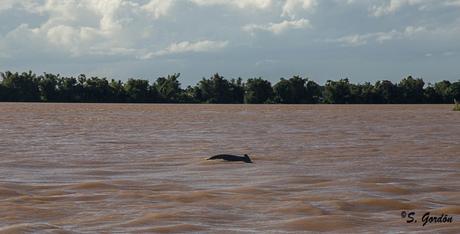 KRATIE: LA SONRISA DEL DELFIN DE IRRAWADDY