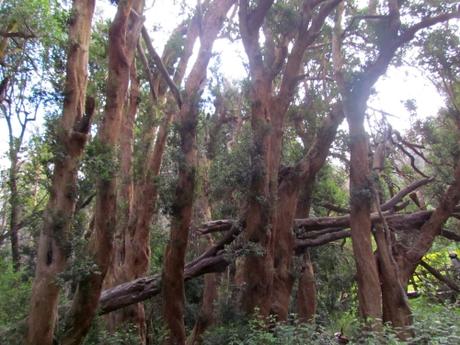 El Bosque de Arrayanes. Neuquén. Argentina