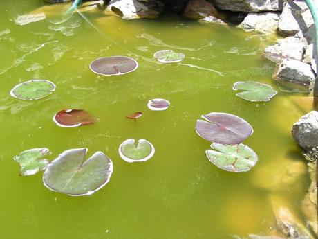 Como hacer piscinas ecológicas. El fosforo y las algas.