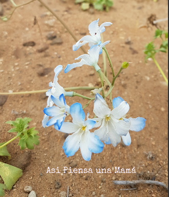 Desierto Florido de Atacama