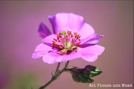 Desierto Florido de Atacama