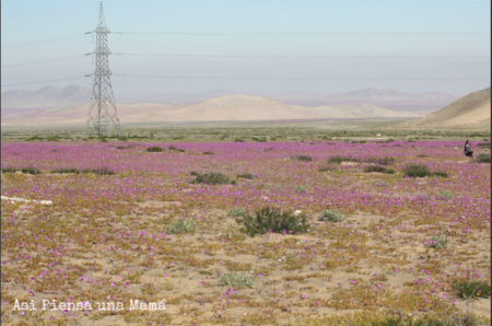 Desierto Florido de Atacama