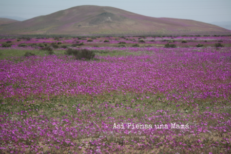 Desierto Florido de Atacama