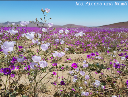 Desierto Florido de Atacama