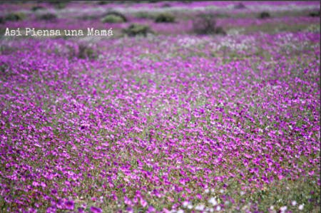 Desierto Florido de Atacama