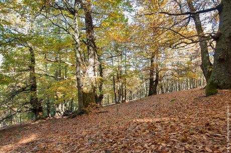 Castañar de El Tiemblo