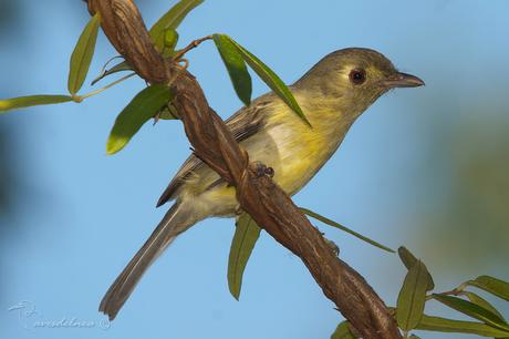 Vireo Cubano (Cuban Vireo) Vireo gundlachii (Lembeye, 1850)