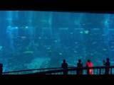 EL ACUARIO DE SINGAPUR video