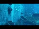 EL ACUARIO DE SINGAPUR video