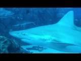 EL ACUARIO DE SINGAPUR video
