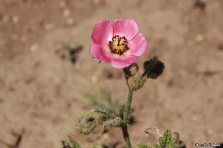 Malvisco violeta (Lecanophora heterophylla)