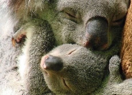 Australia Australia
