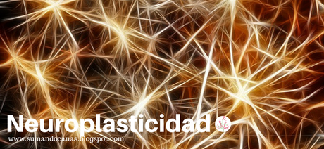 Neuroplasticidad para dummies Neuroplasticidad para dummies