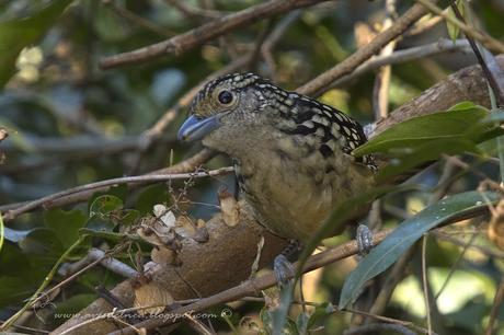 Batará goteado (Spot-backed Antshrike) Hypoedaleus guttatus