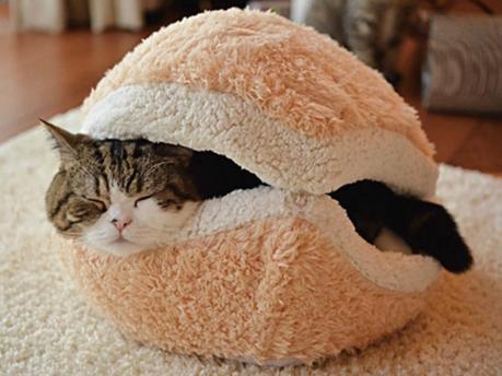 10 Inventos que no sabías que existían sin los que ya no puedes vivir cama caparazon para gato