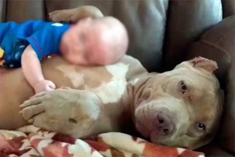 Consejos antes de tener un Pitbull Consejos antes de tener un Pitbull