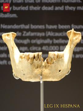 Cueva del Boquete de Zafarraya MANDIBULA NEANDERTAL