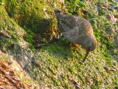 Correlimos oscuros Correlimos oscuros